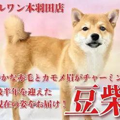 【 豆柴 】生後半年を迎えた赤毛の少女！現在の愛らしい姿に密着！