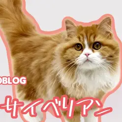 【 サイベリアン 】生後半年！毛量アップで可愛さマシマシの激カワキャット！