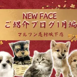 【 お知らせ 】大注目！志村坂下店の新入店したワンちゃんネコちゃんをご紹介！