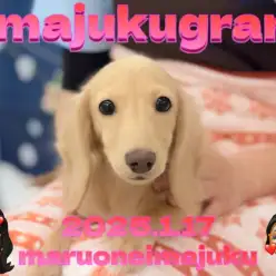 【 イマジュクグラム 】初心者必見！生後4ヶ月を迎えたダックスちゃまの最新情報！