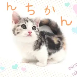 【 マンチカン 】短足ムチっとボディの愛嬌たっぷり甘えん坊マンチカン入店！