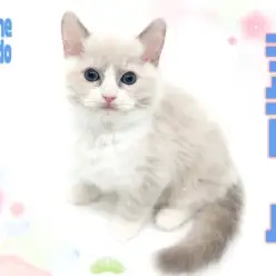 【 ラグドール 】歴代ラグドール史上トップクラスのもっちりボディが可愛い！