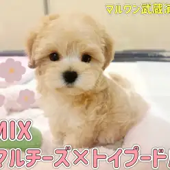【 マルプー 】マルチーズとトイプードルの最強MIX！クリームカラーの女の子