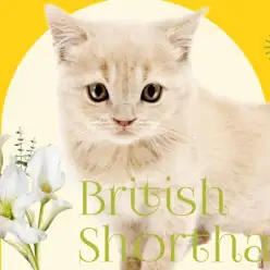 【 ブリティッシュショートヘア 】特別感満載のクリーム！良血統の優秀にゃんこ！