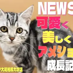 【 アメリカンショートヘア 】可愛さに磨きをかけた!丸顔と縞模様、仕草に注目!