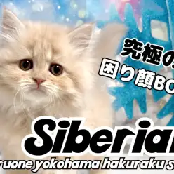 【 サイベリアン 】思わず守ってあげたくなる表情！甘えん坊な困り顔BOY！