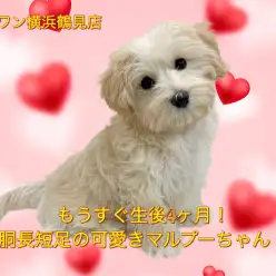 【 MIX 】まもなく生後4ヶ月！胴長短足が際立つマルプーちゃん！