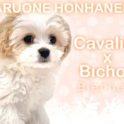 【 キャバション 】新年明けて生後3ヶ月を迎えた男の子のセカンドブログ！