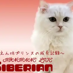 【 サイベリアン 】絹のようなクリームの被毛に包まれた甘えん坊プリンスの成長記録!