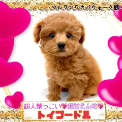【 トイプードル 】愛嬌と明るい性格で人々を魅了するトイプーちゃん！