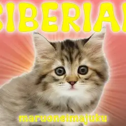 【 サイベリアン 】野性味溢れるゴージャスカラー！目ヂカラ最強の美少女降臨！