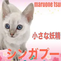 【 シンガプーラ 】小さな妖精と呼ばれる女の子！！