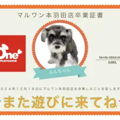 【 卒業記念 】シュナウザーのルルちゃん卒業おめでとう！今までの感謝を込めて