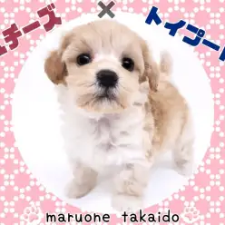 【 マルプー 】おっとり甘えん坊さんな天使降臨！愛すべきドワーフ体型の女の子！