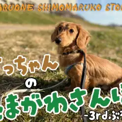 【 ミニチュアダックスフント 】お散歩大好きだっちゃんのワクワク初体験日記！