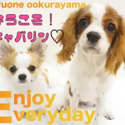 【 キャバリア 】ようこそキャバリン！ワンプロしながら楽しくお勉強開始！