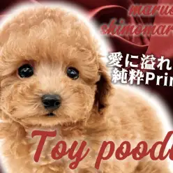 【 トイプードル 】体は小さくとも愛情はBIG!従順なレッドカラーの男の子が入店