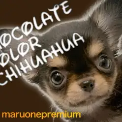 【 チワワ 】口角キュッ！にっこりフェイスのおっとり系プレミアムチワワ姫