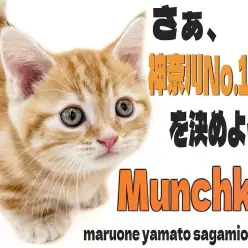 【 マンチカン 】美しい縞模様と神奈川No.1？な短足BODYの愛らしい丸顔猫