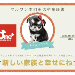 【 卒業記念 】チワワのスネフェルちゃん卒業おめでとう!今までの感謝を込めて