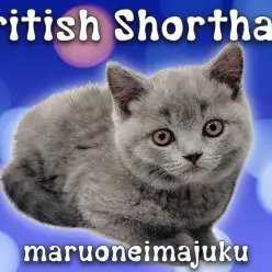 【 ブリティッシュショートヘア 】超丸顔の癒し系！濃厚ブルーの貴公子登場！