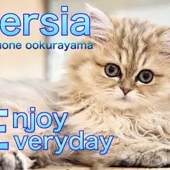 【 ペルシャ 】可愛いペチャ顔のゴージャスにゃんこは遊ぶの大好き！