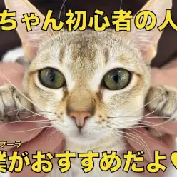 【 シンガプーラ 】初めての猫ちゃん生活に超オススメ！最高に仕上がった性格の男の子！