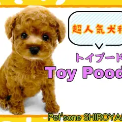 【 トイ・プードル 】世代を超えた人気犬種！超甘えん坊のトイプーちゃん降臨！