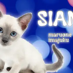 【 シャム 】パパはZCCダブルグランドチャンピオン！初心者必見の甘えん坊登場！