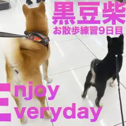 【 豆柴 】お散歩デビューして9日目！毎日勉強しながら成長中！！