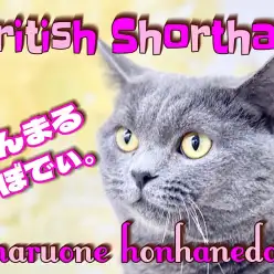 【 ブリティッシュショートヘア 】丸さ・性格・手触り最高！本羽田店のチェシャ猫！