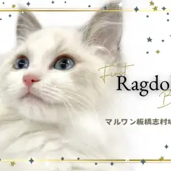 【 ラグドール 】魅惑の瞳と触れ合い好きを兼ね揃えた美形ラグちゃんが登場！