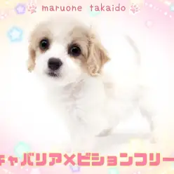 【 MIX 】きゅるっと大きな瞳とカーリーヘアが魅力的なキャバションの女の子！