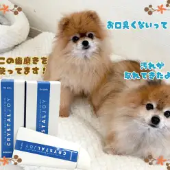 【 クリスタルJOY 】歯磨きチャレンジ！経過報告です！