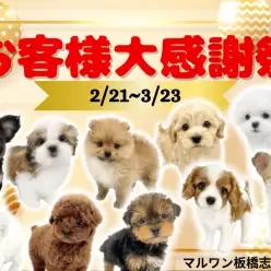 【 お知らせ 】お客様大感謝祭開催！マルワン板橋志村坂下店のワンちゃんをご紹介！
