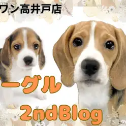【 ビーグル 】好奇心旺盛度ナンバーワン！生後5ヶ月の天真爛漫なビーグルちゃん