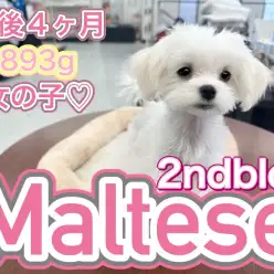 【 マルチーズ 】生後4ヶ月で900g以下の小さめ確定マルちゃんの2ndレビュー