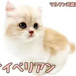 【 サイベリアン 】 超希少色！カメオタビー＆ホワイトの女の子が埼玉に登場！