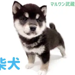 【 柴犬 】まろ眉がチャームポイントの希少な黒柴の男の子が埼玉浦和に登場！