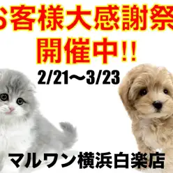 【 お知らせ 】お客様大感謝祭開催中！マルワン横浜白楽店の子犬子猫紹介！