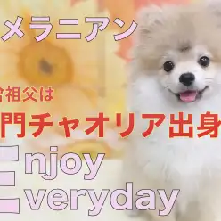 【 ポメラニアン 】両曾祖父はポメラニアンNO.1名門チャオリア出身！