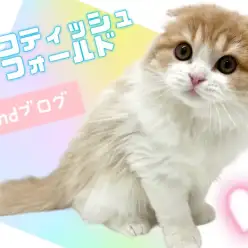 【 スコティッシュフォールド 】丸みと毛量UP！生後4ヶ月を迎えた激かわスコちゃん