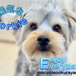 【 ヨークシャテリア 】優しく賢い性格は良き相棒になれそう！動く宝石わんこ！