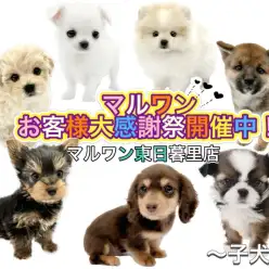 【 子犬紹介 】お客様大感謝祭開催中！東日暮里店に在店中の子犬全頭をご紹介！