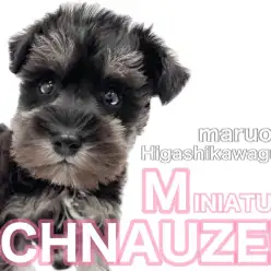 【 ミニチュアシュナウザー 】光沢あるブラックの輝き！賢く忠実な超優秀わんこ！