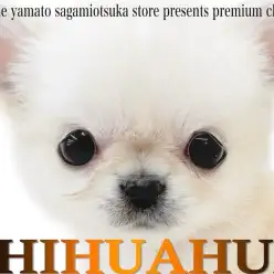 【 チワワ 】小さめサイズにマズル短め！ドワーフ体型を持つプレミアム認定の逸材！