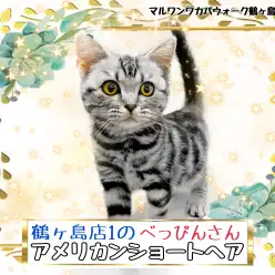 【 アメリカンショートヘア 】好奇心旺盛！な鶴ヶ島店1のべっぴんニャンコさん！