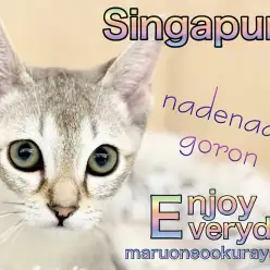 【 シンガプーラ 】初めての方!多頭飼いの方にもおすすめしたい美ボディニャンコ!