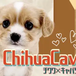 【 チワキャバ 】注目度NO.1キャバリア系MIX！希少な激カワMIX犬が初登場！