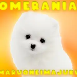 【 ポメラニアン 】生後68日体重700g！小さめ爆毛の白たぬきポメ登場！